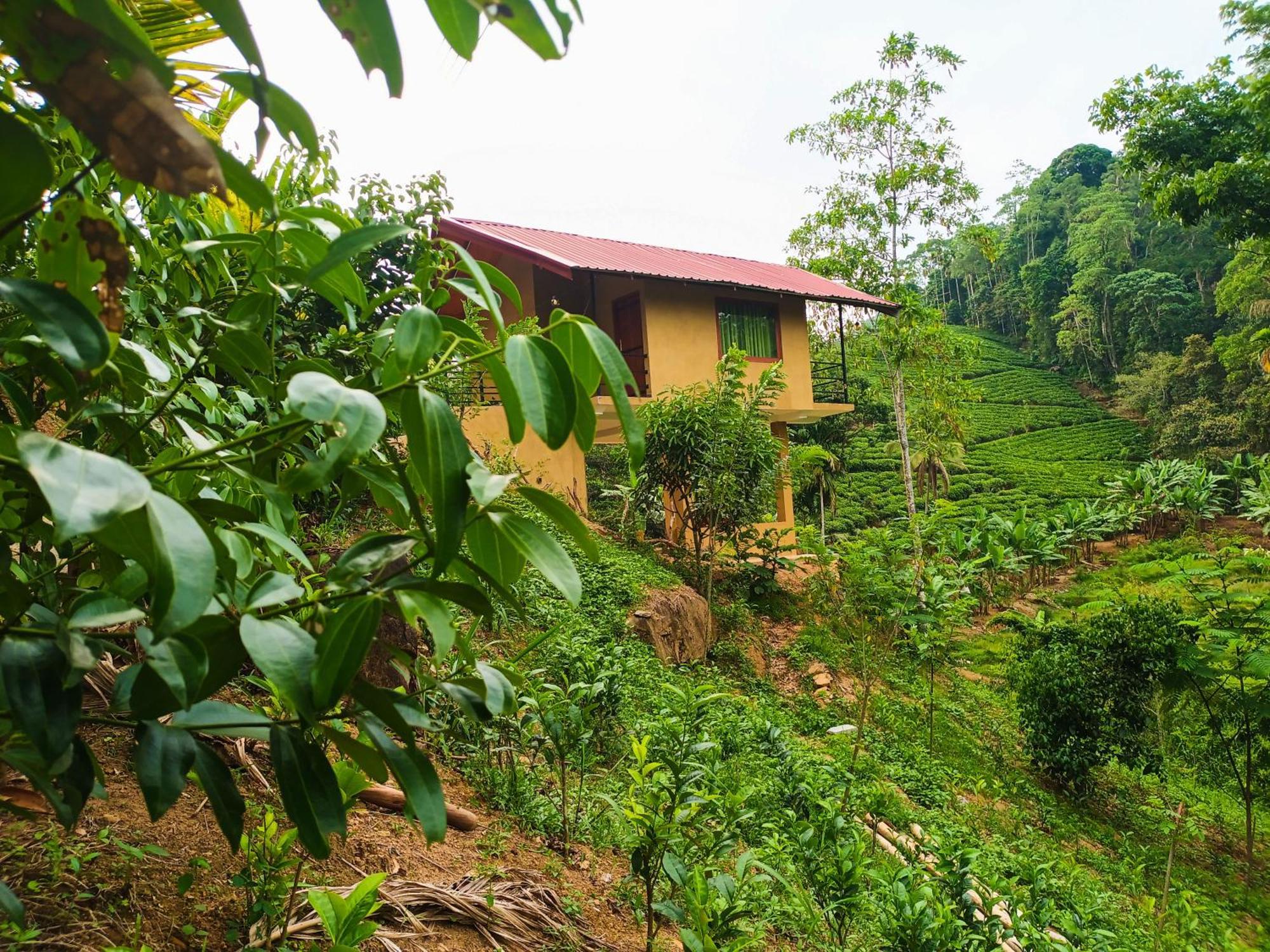 Sunshine Forest Lodge - Sinharaja Deniyaya Buitenkant foto